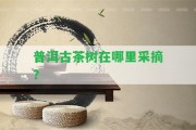 普洱古茶樹在哪里采摘？