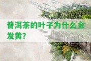 普洱茶的葉子為什么會(huì)發(fā)黃？