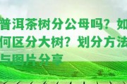 普洱茶樹分公母嗎？怎樣區(qū)分大樹？劃分方法與圖片分享