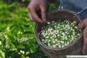 請牢記！喝茶的十大禁忌