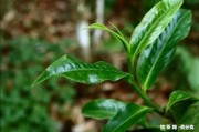 武陽春雨茶多少錢一斤