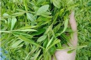 石正云霧有機(jī)綠茶240g