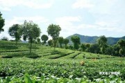 普洱茶馬古道的旅行日記：游玩攻略、作文寫(xiě)景、游記全錄