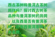 西古茶樹和普洱古茶樹同樣嗎？探討西古樹茶品種與普洱茶樹的異同，以及西是不是有普洱茶樹，還有西普洱茶的十大名牌。