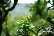 普洱冰島的古樹(shù)茶是什么茶，價(jià)位多少？