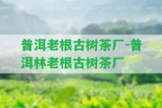 普洱老根古樹茶廠-普洱林老根古樹茶廠