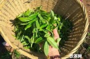 生態(tài)茶的意思、功效和作用，屬于何種茶？