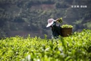 普洱茶和花生的功效