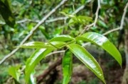 普洱速溶茶過(guò)期了還能喝嗎？有毒嗎？沒(méi)開(kāi)封？