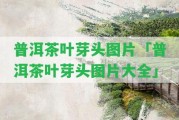 普洱茶葉芽頭圖片「普洱茶葉芽頭圖片大全」