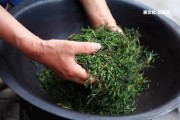 七子普洱茶價(jià)格是多少？357克餅茶價(jià)格一覽！