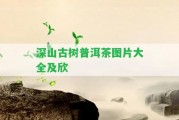 深山古樹普洱茶圖片大全及欣