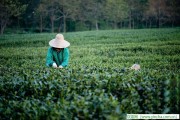 山楂玫瑰花茶的做法