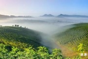 普洱熟茶杯底有黑色沉淀物正常嗎-普洱熟茶杯底有黑色沉淀物正常嗎圖片