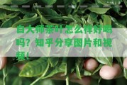 白大師茶葉怎么樣好喝嗎？知乎分享圖片和視頻！