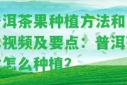 普洱茶果種植方法和技術(shù)視頻及要點：普洱茶樹怎么種植？