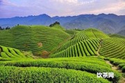 美瑛茶人口糧:熟茶價格怎樣？老茶人評價美英普洱茶