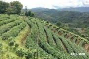 昔歸生普洱特點及價格、口感、一餅價格