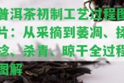 普洱茶初制工藝過(guò)程圖片：從采摘到萎凋、揉捻、殺青、晾干全過(guò)程圖解