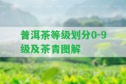 普洱茶等級(jí)劃分0-9級(jí)及茶青圖解