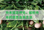 升木猱出柙兕，解析升木的意思及其念法