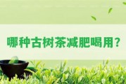 哪種古樹茶減肥喝用？