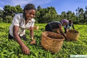 普洱茶加工流程圖