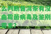 怎么判斷普洱茶有不存在黃曲霉菌病毒及鑒別黃曲霉素？