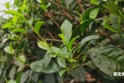 云南滇紅茶是紅茶嗎？屬于什么檔次？?jī)r(jià)格表圖！