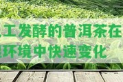 人工發(fā)酵的普洱茶在潮濕環(huán)境中快速變化