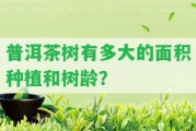 普洱茶樹有多大的面積種植和樹齡？