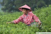 普洱茶更有利于飯后減肥