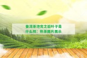 普洱茶泡完之后葉子是什么樣：熟茶圖片展示