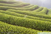 眾生如茶 用沸水沖泡，茉莉花茶作用