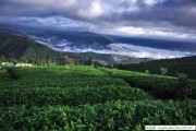 喝茶有益健康，茶葉的作用