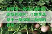 普洱茶一類樹二類樹區(qū)別及其圖片：熟悉普洱茶中一類樹和二類樹的差異