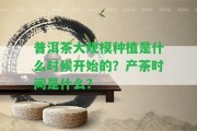 普洱茶大規(guī)模種植是什么時候開始的？產(chǎn)茶時間是什么？