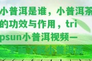 小普洱是誰(shuí)，小普洱茶的功效與作用，tripsun小普洱視頻——全面熟悉小普洱茶