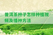 普洱茶種子怎樣種植視頻及播種方法