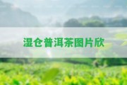 濕倉(cāng)普洱茶圖片欣