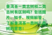 普洱茶一類古樹(shù)和二類古樹(shù)有區(qū)別嗎？包含圖片、知乎、視頻解答，熟悉普洱茶一類樹(shù)二類樹(shù)的意思！