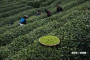 中糧普洱茶獨立包裝多少錢一斤、盒、箱？禮盒詳情