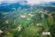 買茶葉去產地  生產茶葉地方