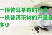 一棵普洱茶樹的產(chǎn)量 一棵普洱茶樹的產(chǎn)量是多少