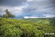 普洱茶加盟賺錢嗎