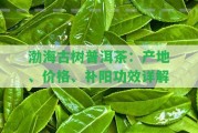 渤海古樹普洱茶：產(chǎn)地、價(jià)格、補(bǔ)陽功效詳解