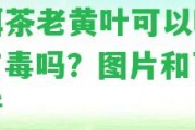 普洱茶老黃葉可以喝嗎？有毒嗎？圖片和百科解析