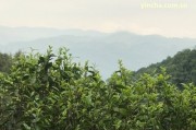 [熱門]看法解說:一般的普洱茶多少錢「一般的普洱茶多少錢一餅」