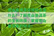 荒山普洱茶環(huán)境特點是什么？熟悉荒山普洱茶的生長環(huán)境，掌握荒山普洱茶的特點！