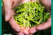 茶葉學(xué)習(xí)的基本姿勢(shì)和沖泡技巧，綠茶粉